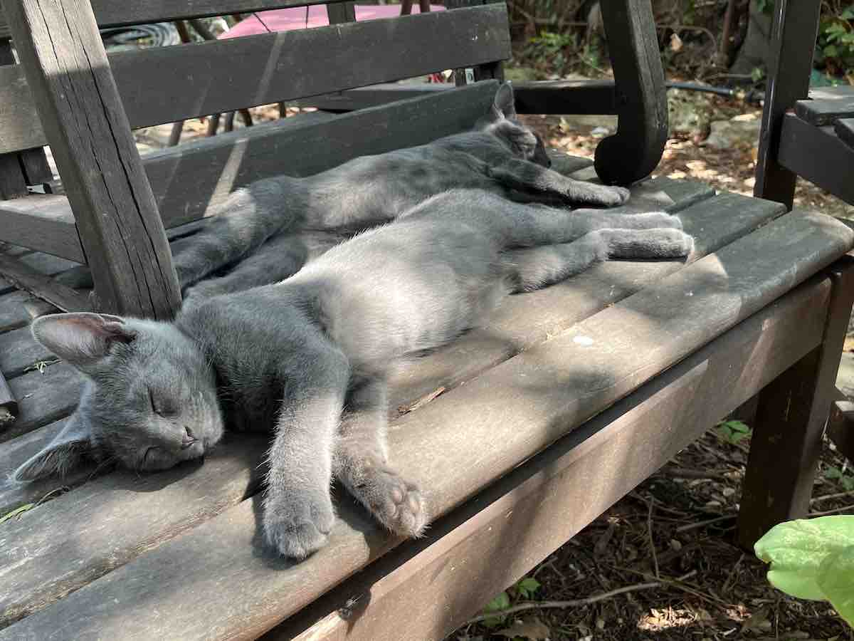kittens sleeping on bench